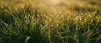 Fresh green grass with morning dew drops glistening in golden sunlight. Natural lawn texture with soft bokeh background for spring and summer concepts.