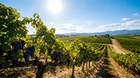 Vineyard landscape with ripe grape clusters on vines under sunny skies, rolling hills and mountains in background, agricultural scenery for wine production and harvest themes.