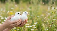 Two white doves held gently in cupped hands against a blurred wildflower meadow background, symbolizing peace, love, and freedom for wedding and spiritual content.