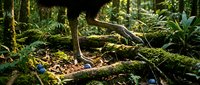 Moss-covered fallen logs and branches create natural decay cycle in lush green forest floor ecosystem with ferns and woodland vegetation.