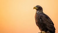 Majestic bald eagle perched against warm golden sunset sky background. Powerful raptor bird of prey with detailed feathers for wildlife and nature designs.