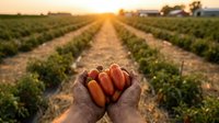 Fresh organic carrots held in cupped hands at sunset over agricultural field rows. Farm to table concept showing sustainable farming and healthy harvest produce.