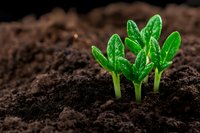 Young green sprouts emerging from rich dark soil against black background. Water drops on fresh leaves create natural macro photography effect for gardening concepts.