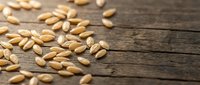 Golden wheat grains scattered on rustic wooden planks surface for organic farming, healthy nutrition and agricultural harvest concepts.