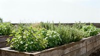 Raised garden beds filled with fresh herbs and vegetables growing in organic soil, suitable for gardening, agriculture, and sustainable farming content.