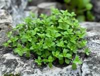 Fresh green thyme growing wild on gray stone surface, aromatic culinary herb with small round leaves in natural garden setting, selective focus macro shot.