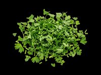 Fresh chopped parsley isolated on transparent background, ready for culinary design, recipe graphics, food packaging, cooking blogs, restaurant menus, and print-on-demand kitchen products.