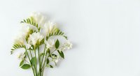 White freesia flowers bouquet with green leaves on light background for wedding decoration and floral arrangements.