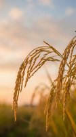 Golden rice stalks swaying in warm sunset light with soft cloudy sky background for agricultural and harvest themed designs.