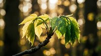 Young green leaves sprouting from tree branch with warm golden sunlight and bokeh background creating natural spring growth concept.