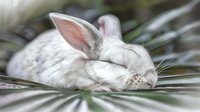 Sleeping white rabbit with pink ears resting peacefully among green palm leaves, creating serene and gentle mood for nature and pet photography.