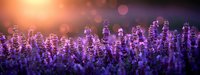Purple lavender flowers blooming in field during golden hour sunset with warm sunlight and lens flare creating dreamy atmospheric mood for aromatherapy and wellness.