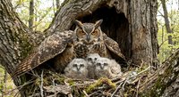 Great horned owl family with mother and two fluffy chicks in tree hollow nest during spring nesting season in natural woodland habitat.
