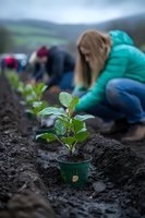 Young green plant seedling in pot with volunteers planting in background on mountain farm for sustainable agriculture and environmental conservation.