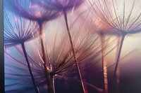 Delicate dandelion seeds silhouetted against dreamy purple and blue sunset sky, macro photography capturing nature's ethereal moment in soft focus.