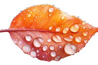 Orange autumn leaf with morning dew drops on white background. Macro photography shows water droplets on vibrant fall foliage surface isolated for design use.