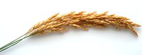 Golden ripe wheat ears isolated on white background, agricultural harvest symbol showing grain crop detail with natural texture and color.