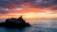Dramatic sunset seascape with rocky outcrop and bird silhouette over calm ocean waters with vibrant orange and purple sky clouds for nature backgrounds.