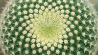 Close-up view of barrel cactus top showing intricate circular pattern of sharp spines and ridges. Desert plant succulent for botanical garden design.