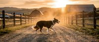 Border collie dog running on rural farm road at golden hour sunset with wooden fence and barn in background creating warm atmospheric countryside scene.
