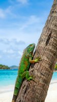 Green iguana climbing palm tree trunk on tropical beach with turquoise water and blue sky background for vacation and wildlife themes.