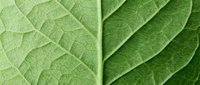 Close-up of green leaf veins and texture showing natural botanical details and organic patterns for nature backgrounds and environmental designs.