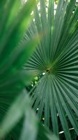 Close-up of tropical palm frond with radiating leaves creating natural geometric pattern in lush green jungle environment for botanical design projects.