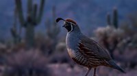 Gambel's quail perched in desert landscape with saguaro cacti at dusk, wildlife photography for nature and ornithology content.