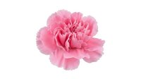 Pink carnation flower bloom isolated on white background for floral design projects and decorative elements.