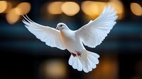 White dove with spread wings flying against blurred bokeh background in warm golden light, symbolizing peace, freedom and spirituality.