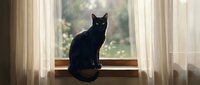 Black cat sitting on windowsill looking out through sheer curtains with natural light and garden view in background, domestic pet lifestyle scene.