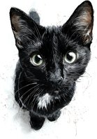 Artistic portrait of a black cat with bright green eyes and white whiskers against a minimalist background, suitable for pet-themed designs.