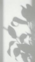 Soft shadow of tropical plant leaves cast on a light gray wall, creating a minimal, elegant natural background for design projects.