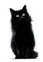 Black cat with bright eyes looking up against white background, artistic monochrome illustration for Halloween, pet portraits, or greeting cards.
