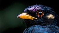 Close-up portrait of black corvid bird with iridescent blue purple feathers and bright orange eye against dark blurred background for wildlife photography.