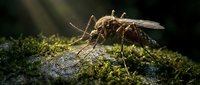 Mosquito perched on moss-covered stone in natural habitat, macro photography for educational, scientific, and pest control awareness content.