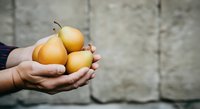 Person holding fresh golden pears in cupped hands against concrete wall background, suitable for organic produce, farming, harvest, and healthy eating concepts.