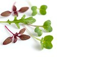 Microgreens and sprouts with green and burgundy leaves isolated on white background, ready for culinary and design use.