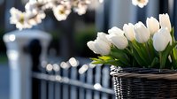Fresh white tulips in rustic wicker basket on balcony railing with cherry blossoms and soft bokeh lights creating romantic spring atmosphere.