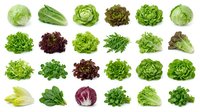 Fresh lettuce and leafy greens collection isolated on white background. Various salad vegetables including romaine, iceberg, butterhead and mixed greens.