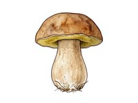 Edible mushroom with brown cap and pale stem isolated on white background, suitable for culinary, botanical, and educational design projects.