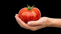 Hand holding fresh ripe red tomato isolated on transparent background, ready for t-shirt design, clipart, stickers, print-on-demand products and sublimation projects.