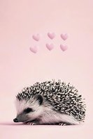 Adorable hedgehog on pink background with floating heart shapes above, creating romantic and whimsical mood for valentines cards and love concepts.