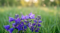 Purple wildflowers blooming in natural meadow with soft bokeh background during golden hour sunlight creating peaceful outdoor garden scene.