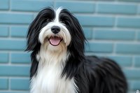 Happy Bearded Collie dog with black and white fur smiling against blue wall background, showing friendly expression and distinctive long coat. Purebred canine portrait.