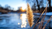 Reed grass plume backlit by golden sunset over frozen winter lake, creating magical bokeh effect with soft blue and orange tones in nature landscape.