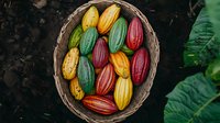 Fresh colorful cacao pods in rustic woven basket, overhead view showing vibrant yellow, red, and green cocoa fruits against dark soil background with tropical leaves.