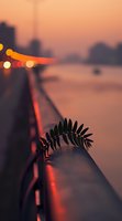 Silhouette of fern leaf against sunset sky with bokeh lights and urban backdrop, creating moody atmospheric composition with warm orange and red tones.