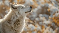 White arctic wolf in profile looking up with soft natural lighting and blurred autumn background for wildlife and nature projects.