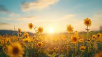 Sunflowers in golden field at sunset with dramatic sky and sunbeams creating magical summer atmosphere. Natural landscape with warm evening light.